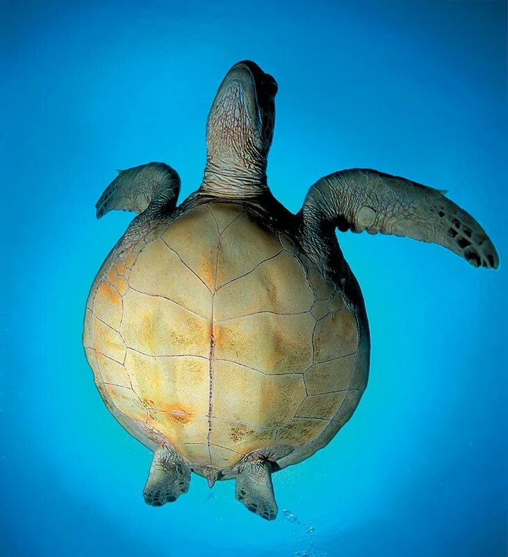 Черепаха форма. Черепаха бисса панцирь. Морская черепаха снизу. Черепашонок морской черепахи. Черепаха бисса (Каретта).