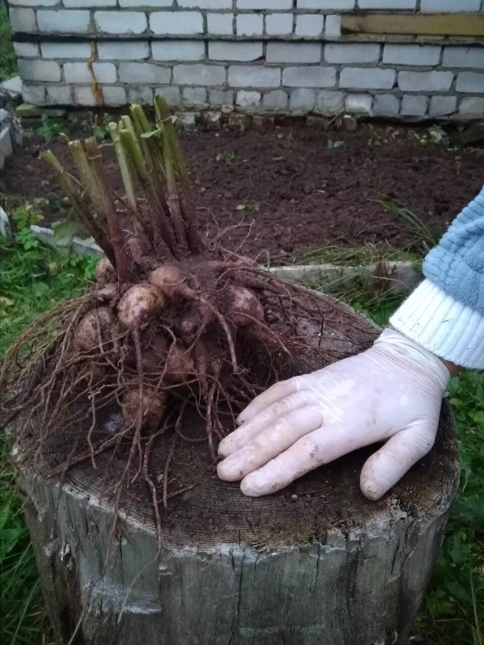 Купить корни георгин