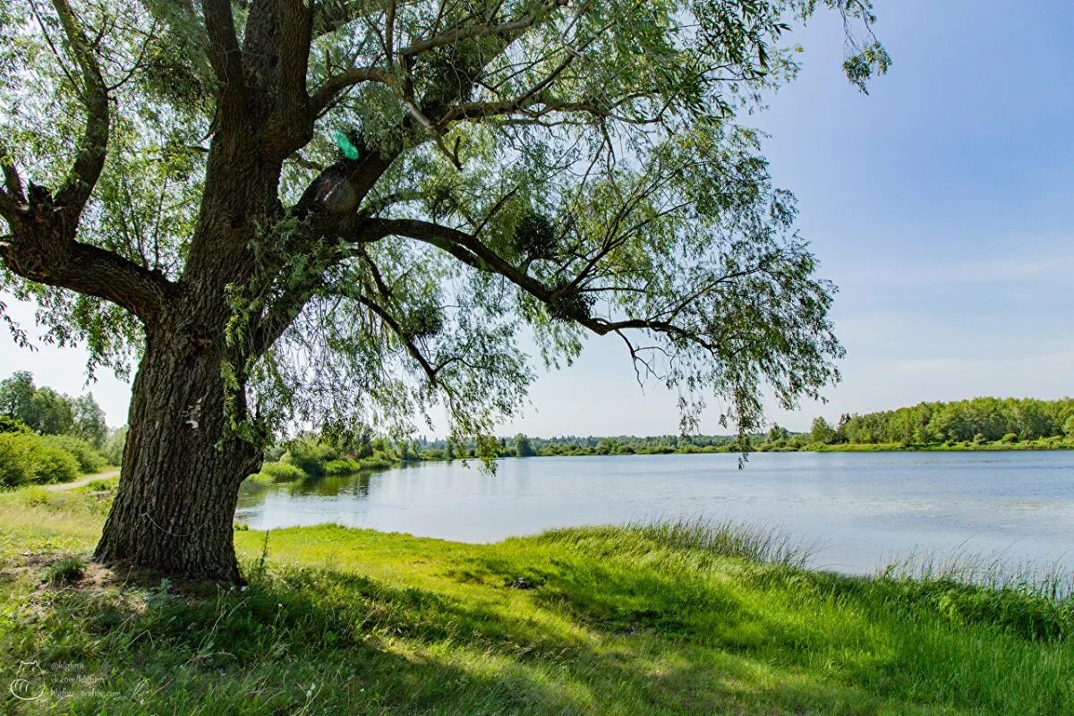 Ива на берегу озера. Дерево возле реки. Дерево на берегу реки. Дерево у реки. Русская природа.