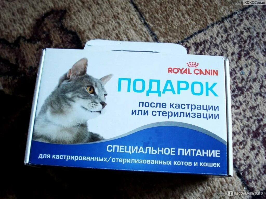 Еда для кастрированных котов. Питание стерилизованных котов. Питание для котов кастратов. Корм для котов после кастрации. Через сколько можно кормить котов после кастрации