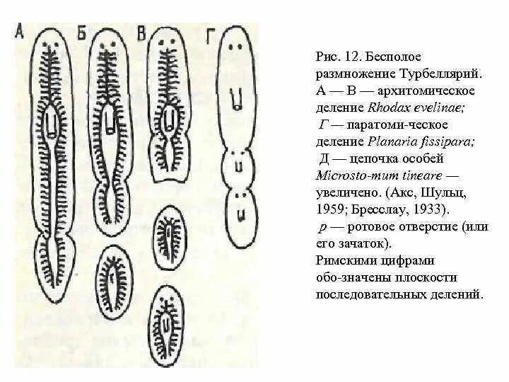 Класс Ресничные черви размножение. Бесполое размножение турбеллярий. Плоские черви бесполое размножение. Цикла турбеллярий. Тело червей разделено на