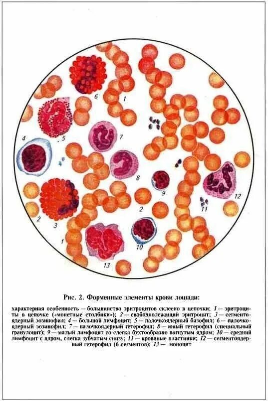 Кровь строение рисунок. Форменные элементы крови лошади. Мазок крови крупного рогатого скота. Строение крови лошади клетка. Форменные элементы крови свиньи.