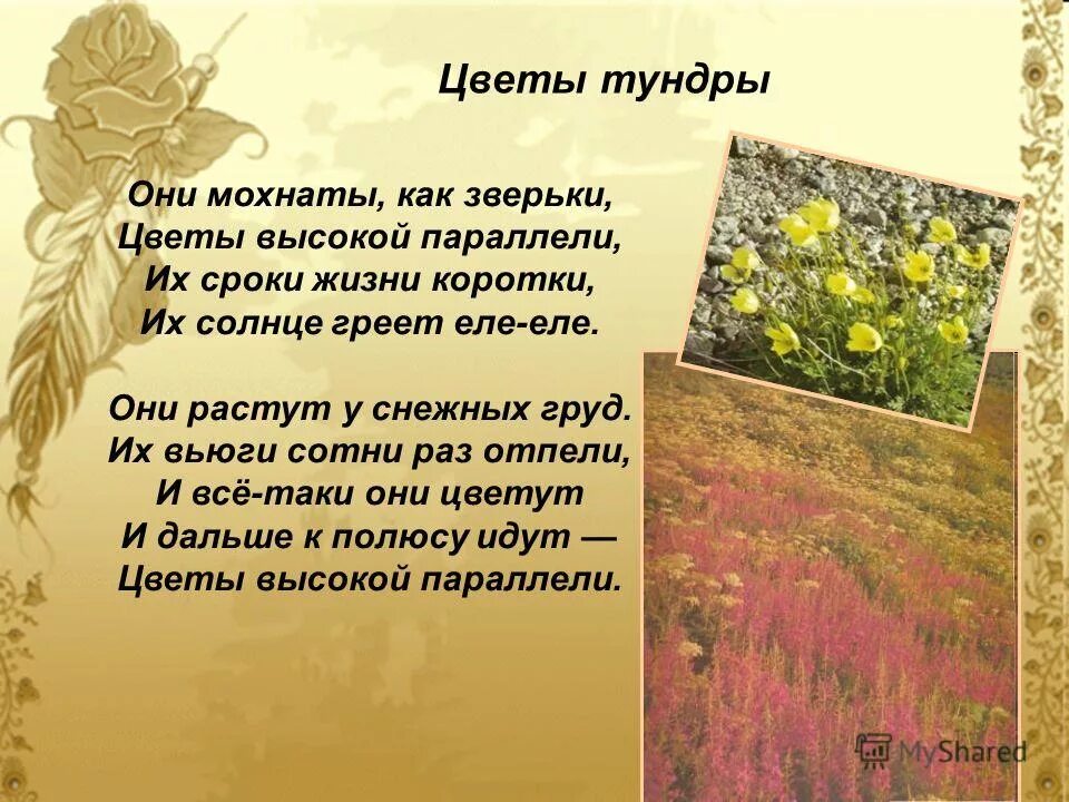 детские стихи чукотских поэтов. тихо в тундре на рассвете даже речка не шумит. стихи о ямале. растения в тундре коротко. стихотворение про тундру.