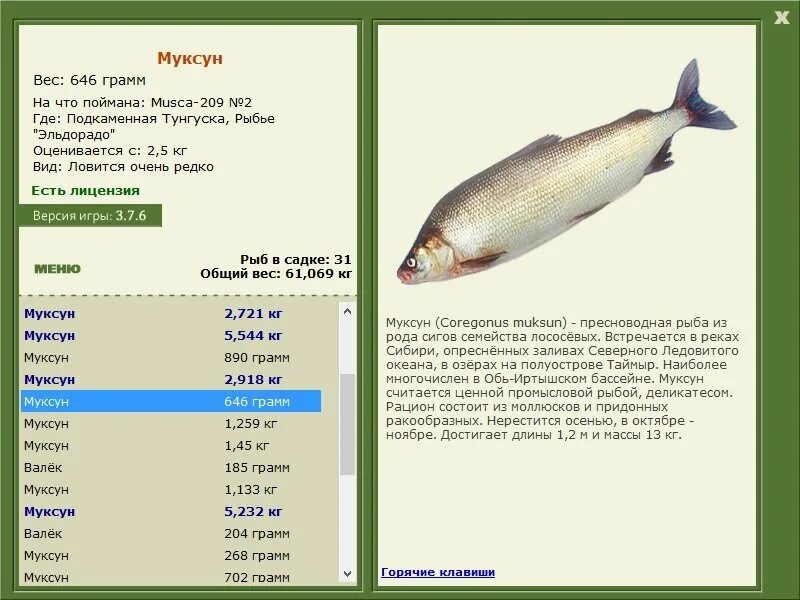 Рыба рода плотвы на букву в. Отличие язя от голавля. Рыба рода плотвы на букву в. Усач рр 3. Речная рыба плотва.