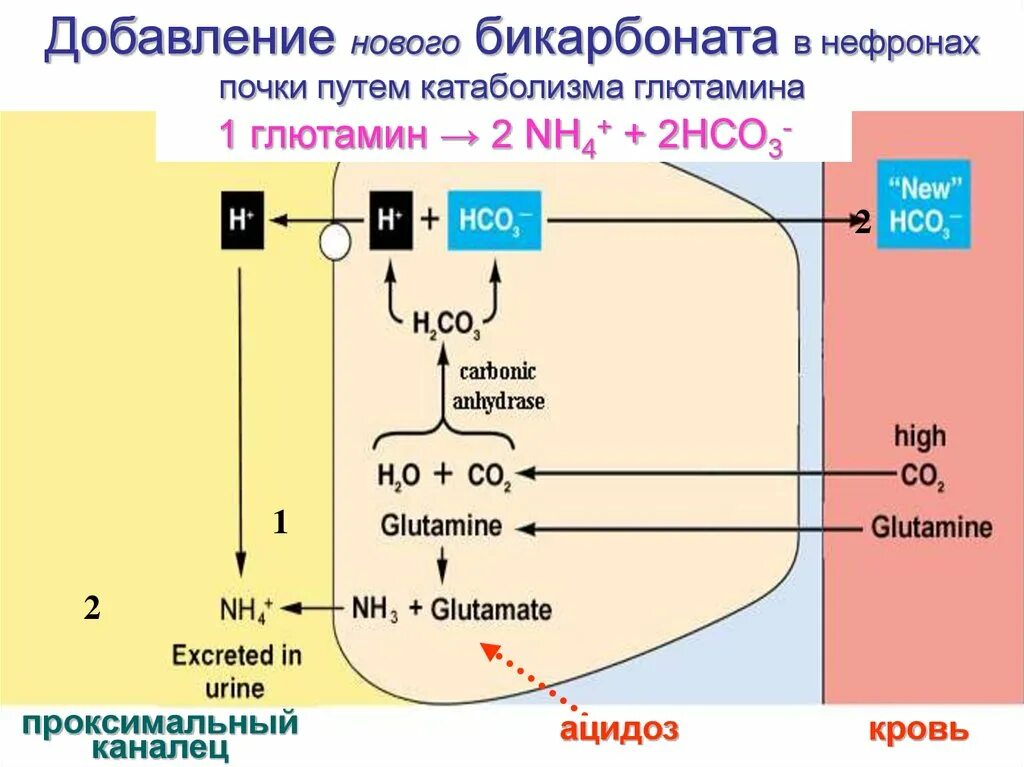 Аммониогенез