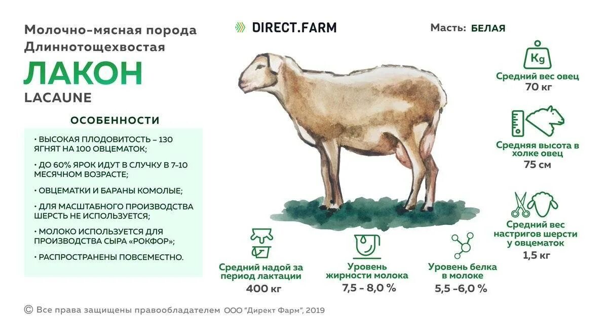 Сколько ягненок надо молока. Порода лакон молочная порода овец. Молочная порода овец Ассаф. Лакон порода овец характеристика. Порода Баранов лакон.