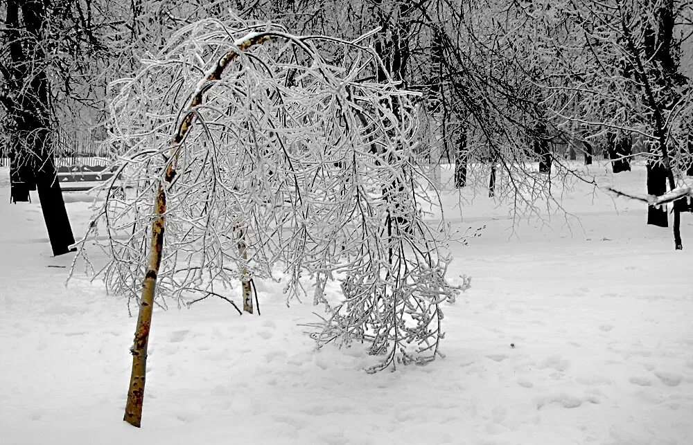Ветка под тяжестью снега. Деревья под тяжестью снега. Деревья согнулись под тяжестью снега. Арка из деревьев в зимнем лесу. Гнутые березы