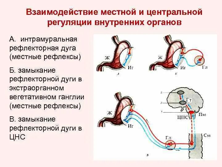 Рефлекторная дуга рвотного рефлекса схема. Рефлекторная дуга нервной системы. Рефлекторная дуга вегетативного парасимпатического рефлекса. Схема моторновицесральныйх рефлексов.