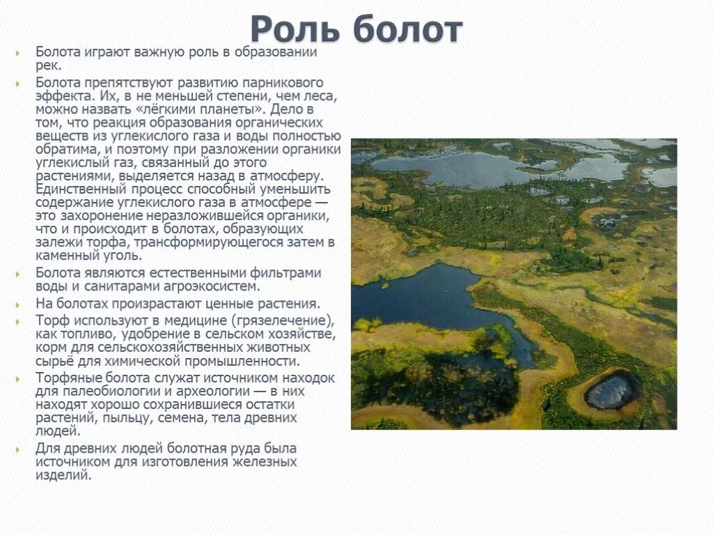 Презентация "Болота"