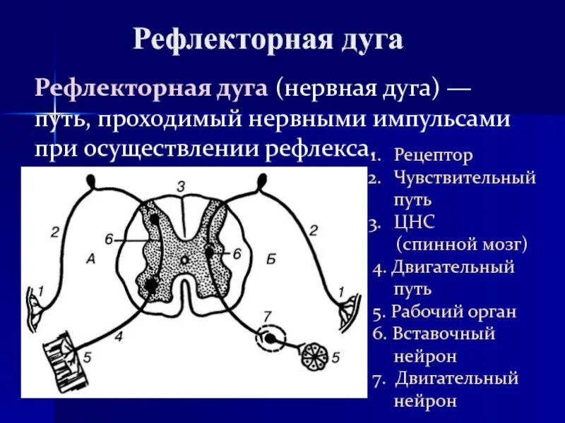 Формирование безусловного рефлекса