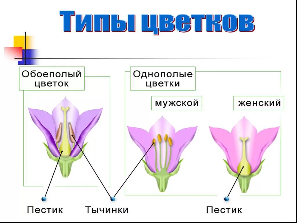 Типы цветков. Типы строения цветка. Обоеполый цветок. Обоеполые и раздельнополые цветки. Признаки обоеполых