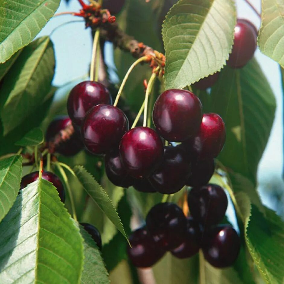 Саженцы черешня ревна. Черешня регина описание сорта. Черешня сорт ревна. Черешня ревна. Черешня ипуть описание сорта.