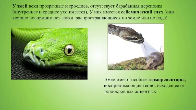 Веки у пресмыкающихся. Органы чувств пресмыкающихся. Органы чувств змеи. Сросшиеся веки змеи.