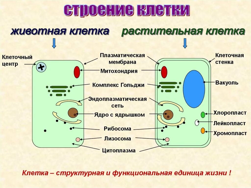 Лизосомы прокариотической клетки. Плазматическая мембрана животной клетки и растительной клетки. Плазматическая мембрана растительной клетки. Плазматическая мембранаростительной клетки. Мембрана, стенка, цитоплазма, ядро.