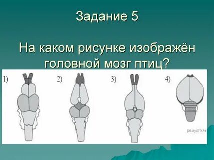 Изображать головной