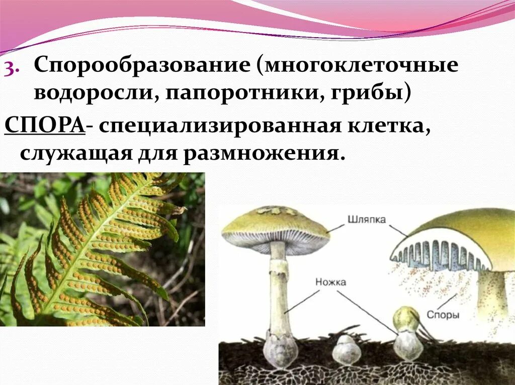 Спорообразование. Спорообразование размножение. Спорообразование у растений. Спорообразование у многоклеточных. Споры грибов служат для