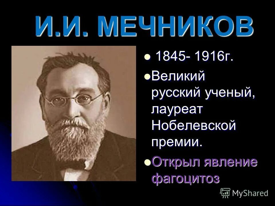 Явление фагоцитоза открыл русский ученый