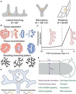 Morphogenesis латынь