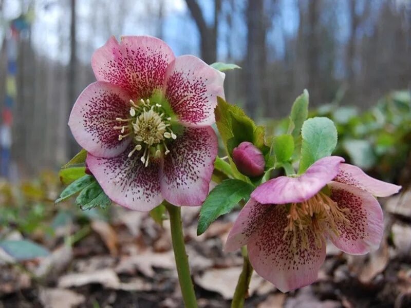 Морозник авито. Морозник (геллеборус, helleborus). морозник orientalis. orientalis red hybrids морозник. морозник эрли пепл.