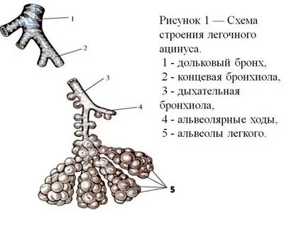 Альвеолы рисунок
