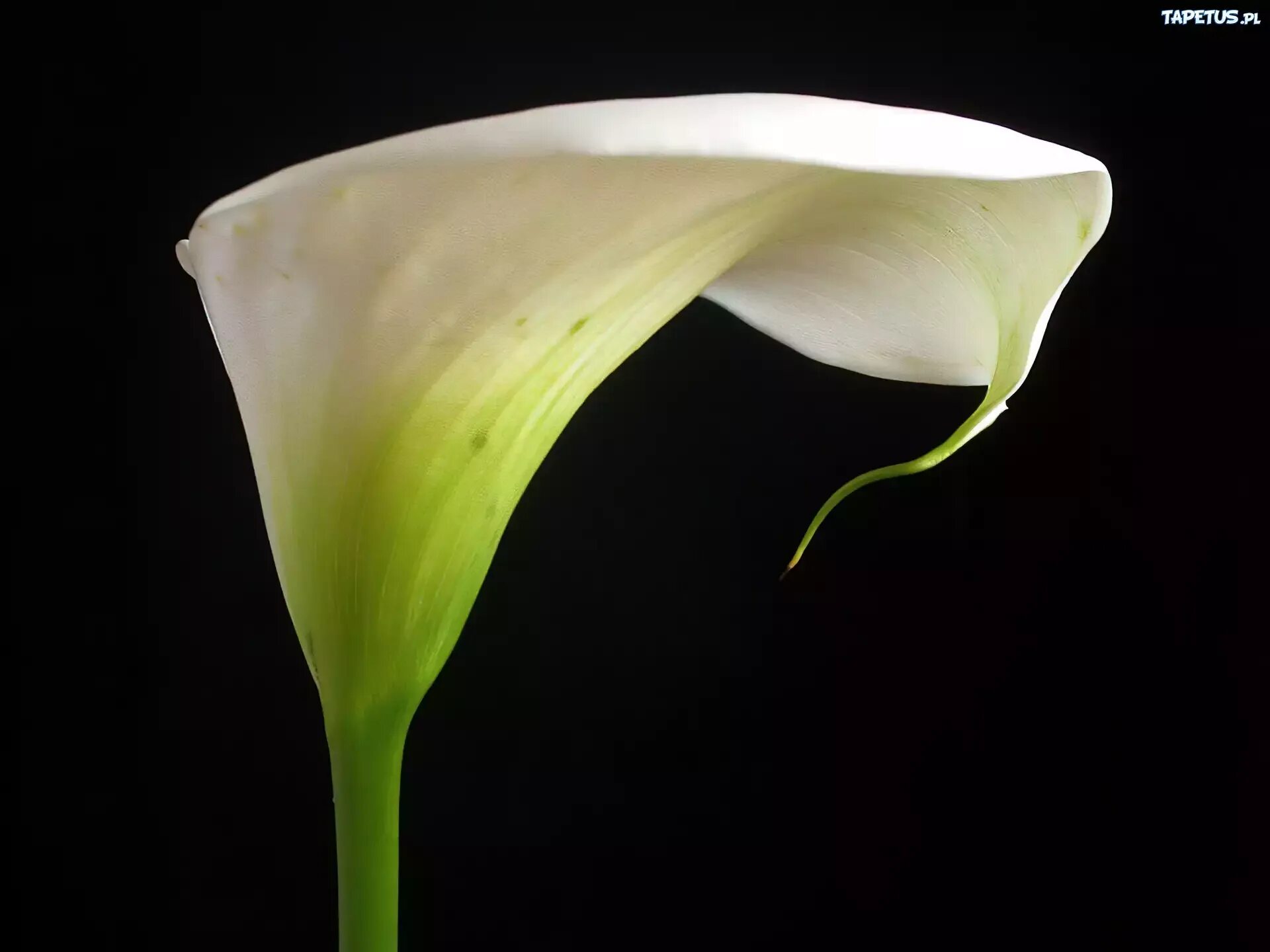 Calla lily цветок. Калла белокрыльник комнатная. Калла парфайт. Почему каллы плачут. Почему каллы плачут.