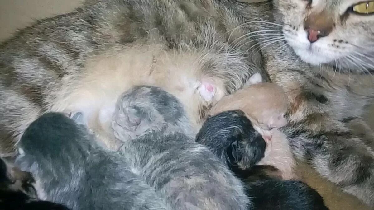 Котята Мейн кун Новорожденные. Новорожденные котята. Беременные кошки мейн кун