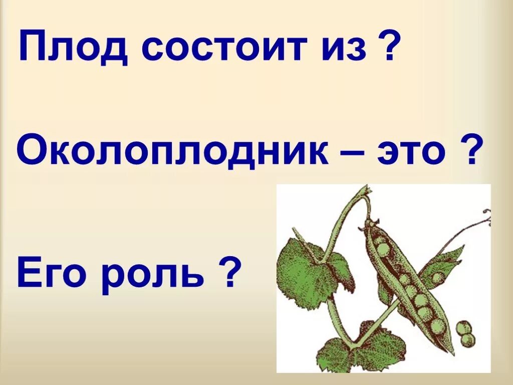 Плод состоит из. Плод состоит. околоплодник. плод состоит из 6 класс. какую роль играет околоплодник.