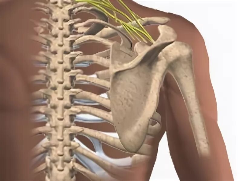 Защемление в спине симптомы. Ущемление нерва в поясничном отделе позвоночника. Защемление нерва в спине под лопаткой. Защемление лопаточного нерва. Защемление нерва в спине под лопаткой.