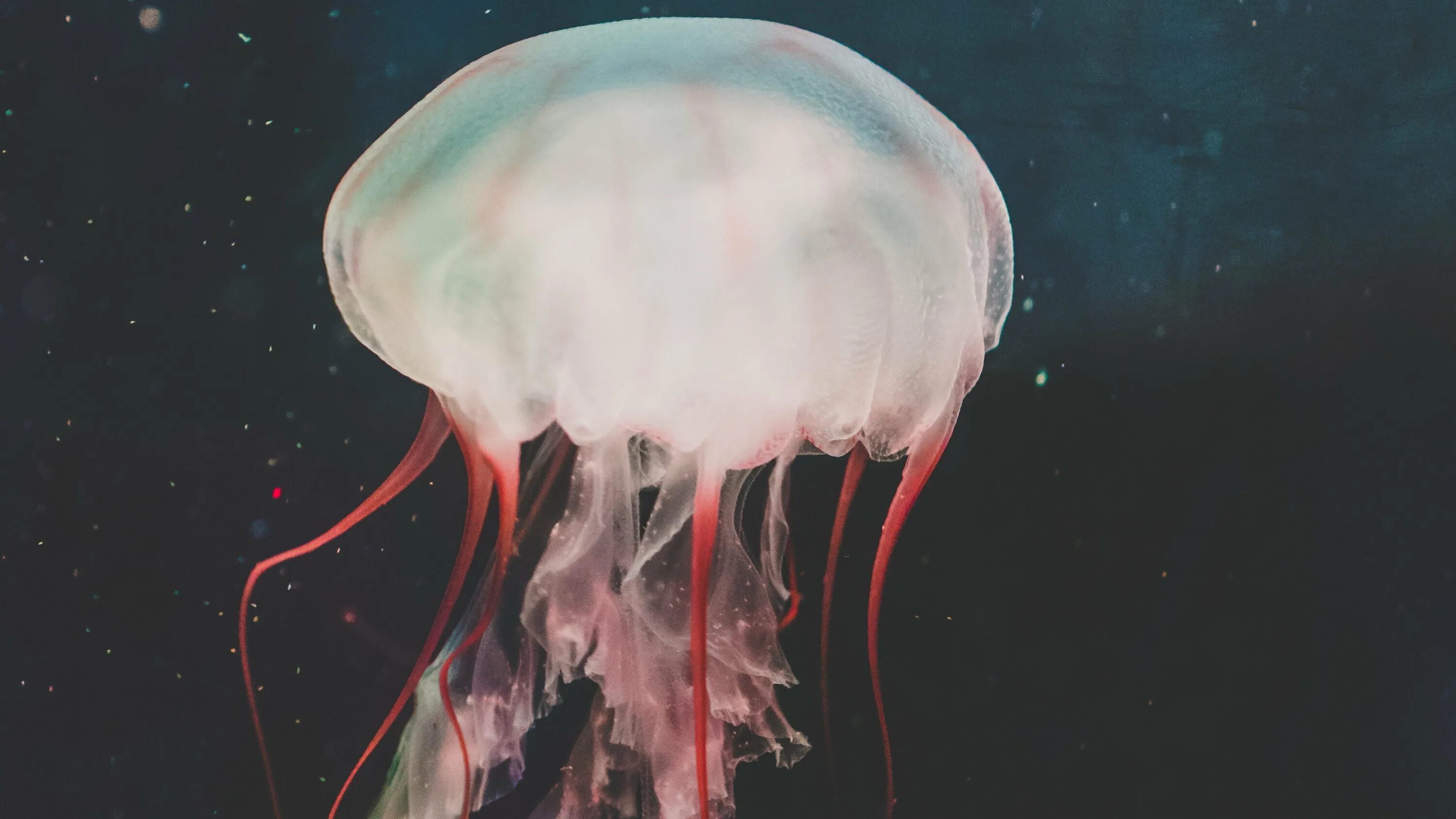 Медуза на рабочий. Медуза джеллифиш. Биолюминесценция кишечнополостных. Bougainvillea медуза. Умбеллиферон люминесценция.