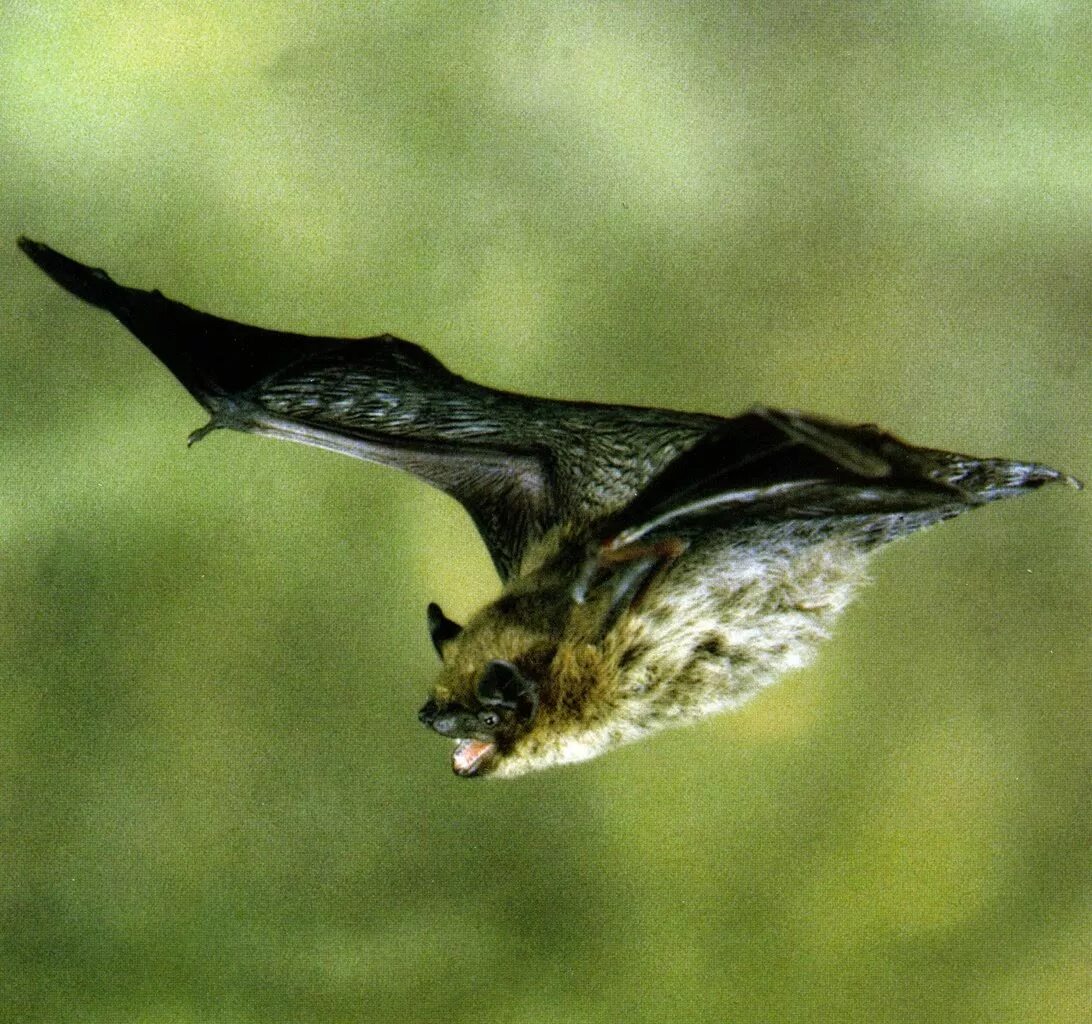 Лесной нетопырь. Летучая мышь нетопырь карлик. Нетопырь-карлик pipistrellus pipistrellus. Летучая мышь Лесной нетопырь.