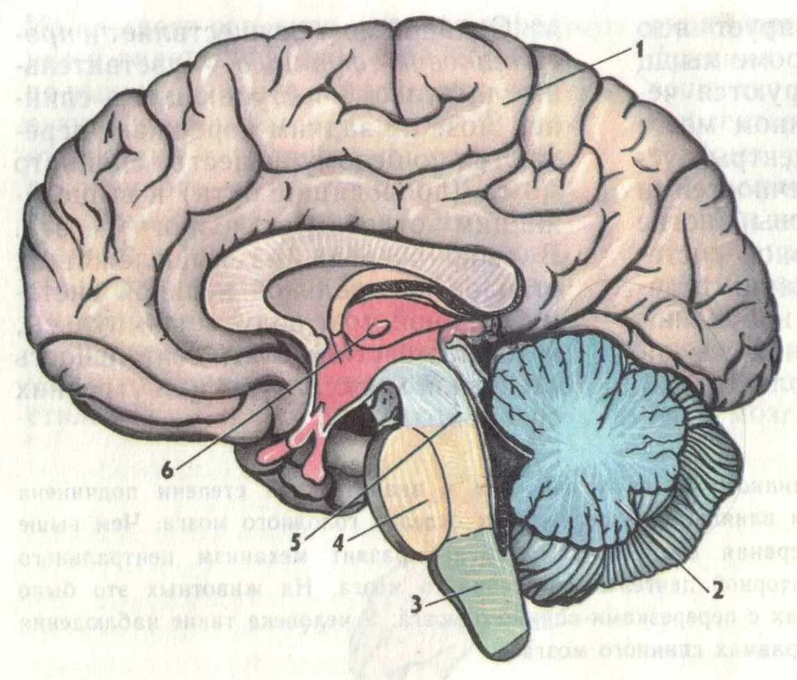 Отделы головного мозга анатомия. Строение головного мозга в разрезе. Головной мозг отделы головного мозга. Сагиттальный разрез мозга отделы. Длинные отростки головного мозга