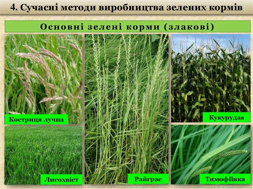 Злаковые кормовые. Кормовые травы. Растениекормовые травы. Представители кормовых растений. Кормовые злаковые растения список.