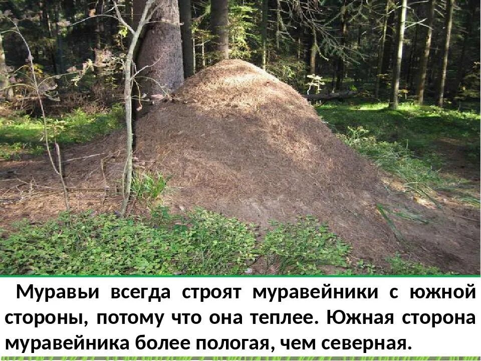 Ориентирование на местности по муравейнику. С какой стороны строят муравейники. Ориентирование по местности по муравейнику. Ориентирование по муравейнику. Муравейник.