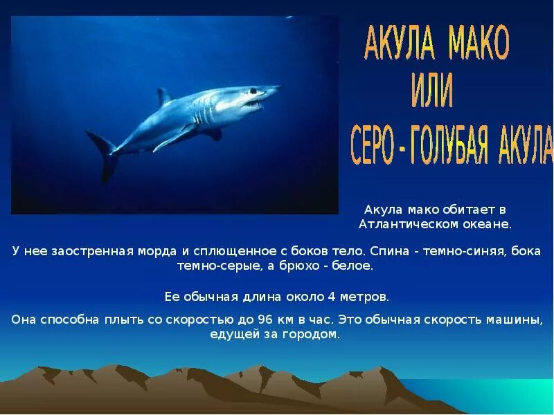 Тип текста акула. Акулы презентация. доклад про акулу. белая акула презентация. презентация на тему акулы.