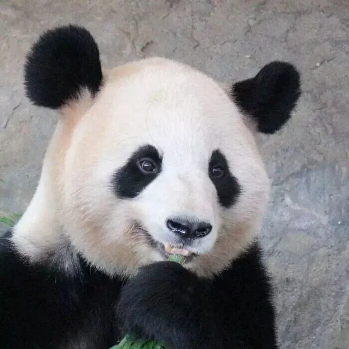 Day pandas