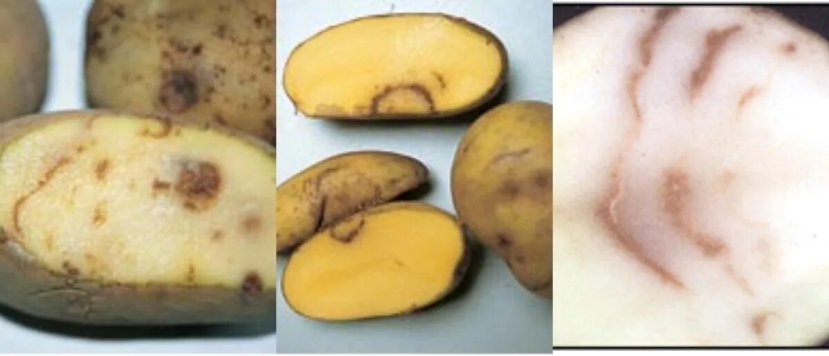 Железистая пятнистость картофеля. Избавление бородавок картошкой. Картошка от бородавки. Сорт картофеля американка (ранняя роза). Картошка от бородавки.