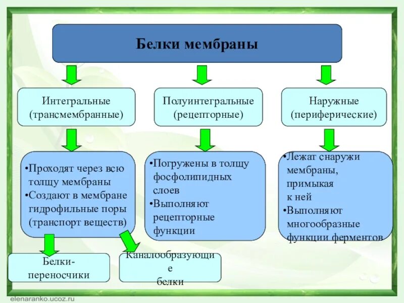 Какие функции выполняют белки мембран. Интегральные полуинтегральные и периферические. Периферические мембранные белки функции. Мембранные белки полуинтегральные. Функции интегральных мембранных белков.