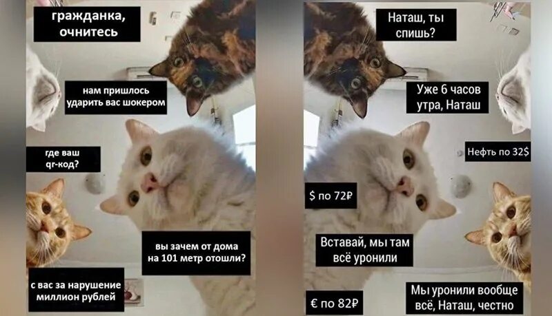 Мемы с котиками. Котик Мем. Мем Наташа мы все уронили. Наташ мы все уронили коты Мем. Там поспать