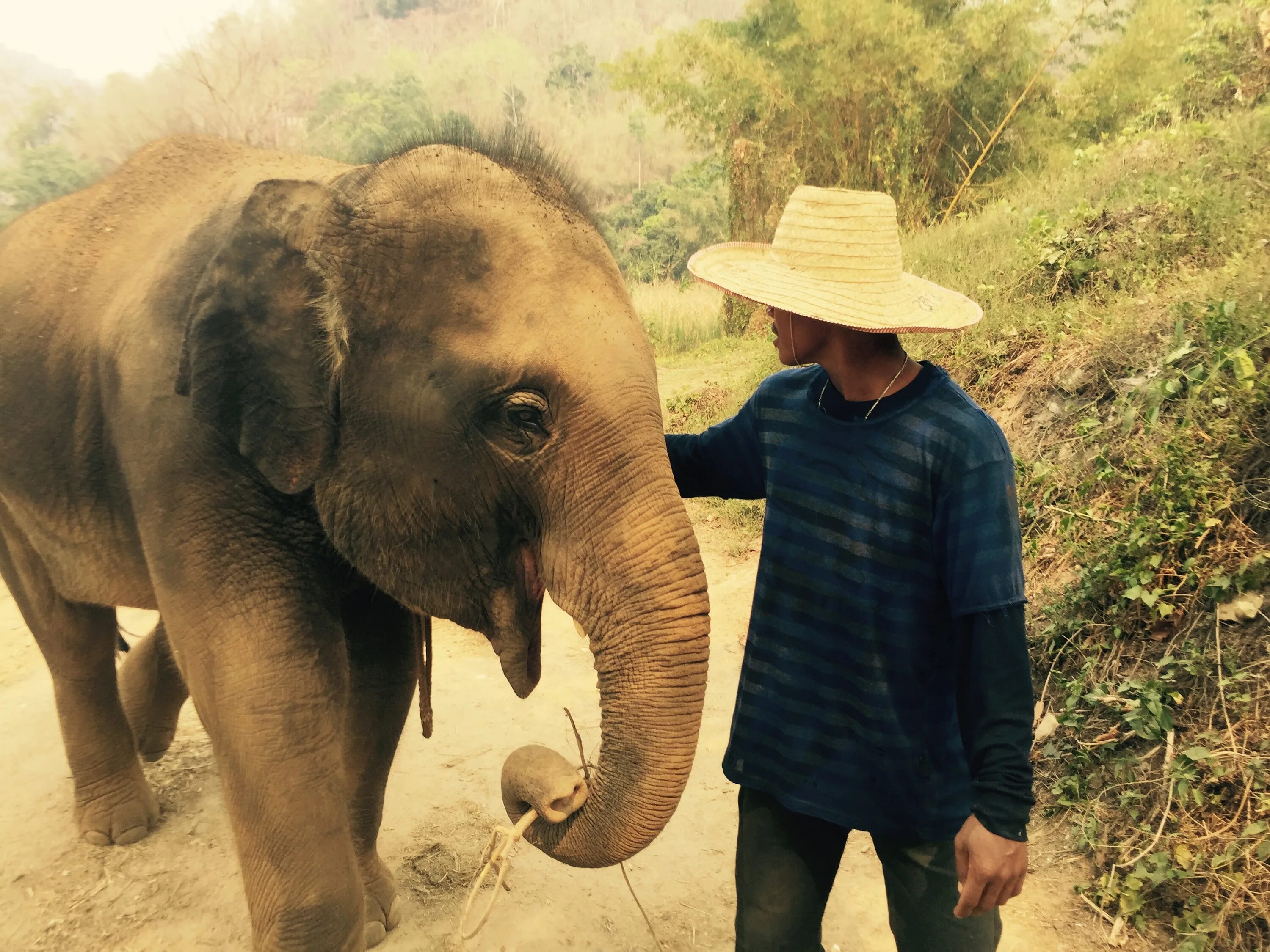 Elephant present. Борнейский карликовый слон. Слоны Борнео. Карликовые слоны Борнео. Карликовый слон острова Борнео.