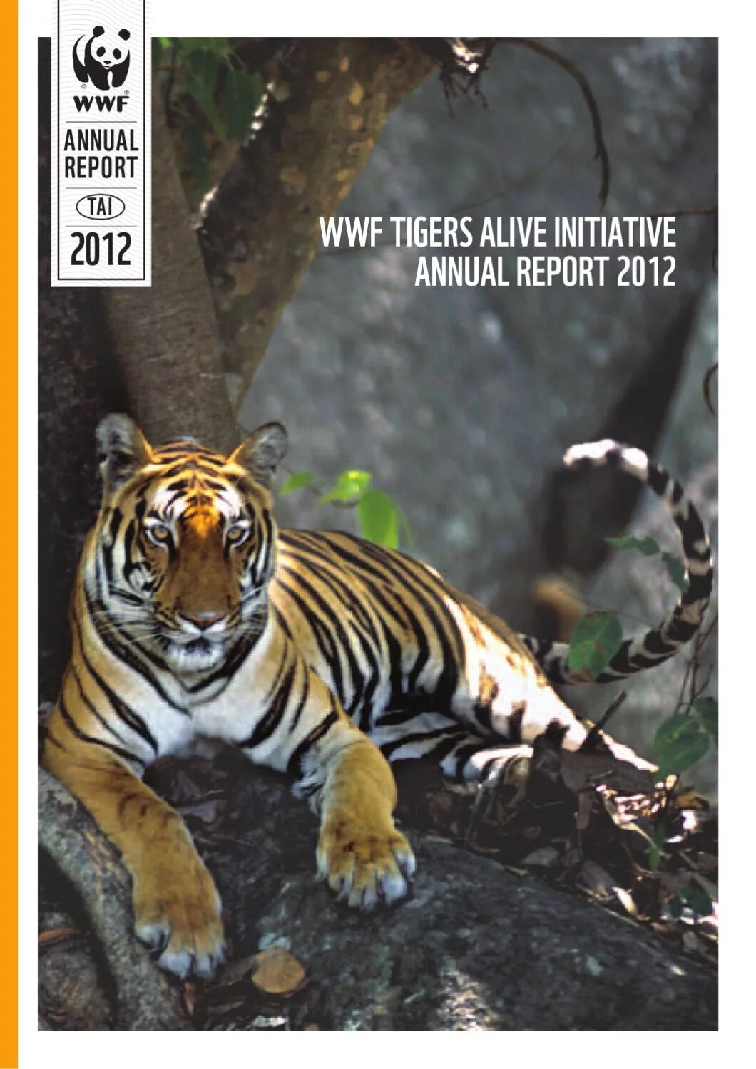 Tiger reports. Путь тигрицы. Тигры меланисты. Tiger reports. Тигр тайланд фото на аватарку.