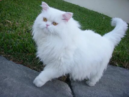 Persian white