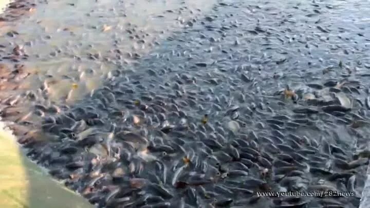 Рыба кишит. Рыба кишмя кишит. Кишмя кишит. Рыба кишмя кишит. Рыбы кишат.