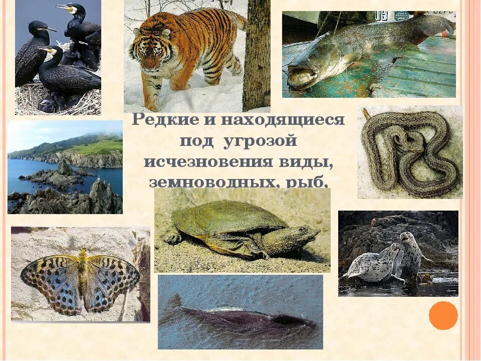 Исчезновение редких животных и растений