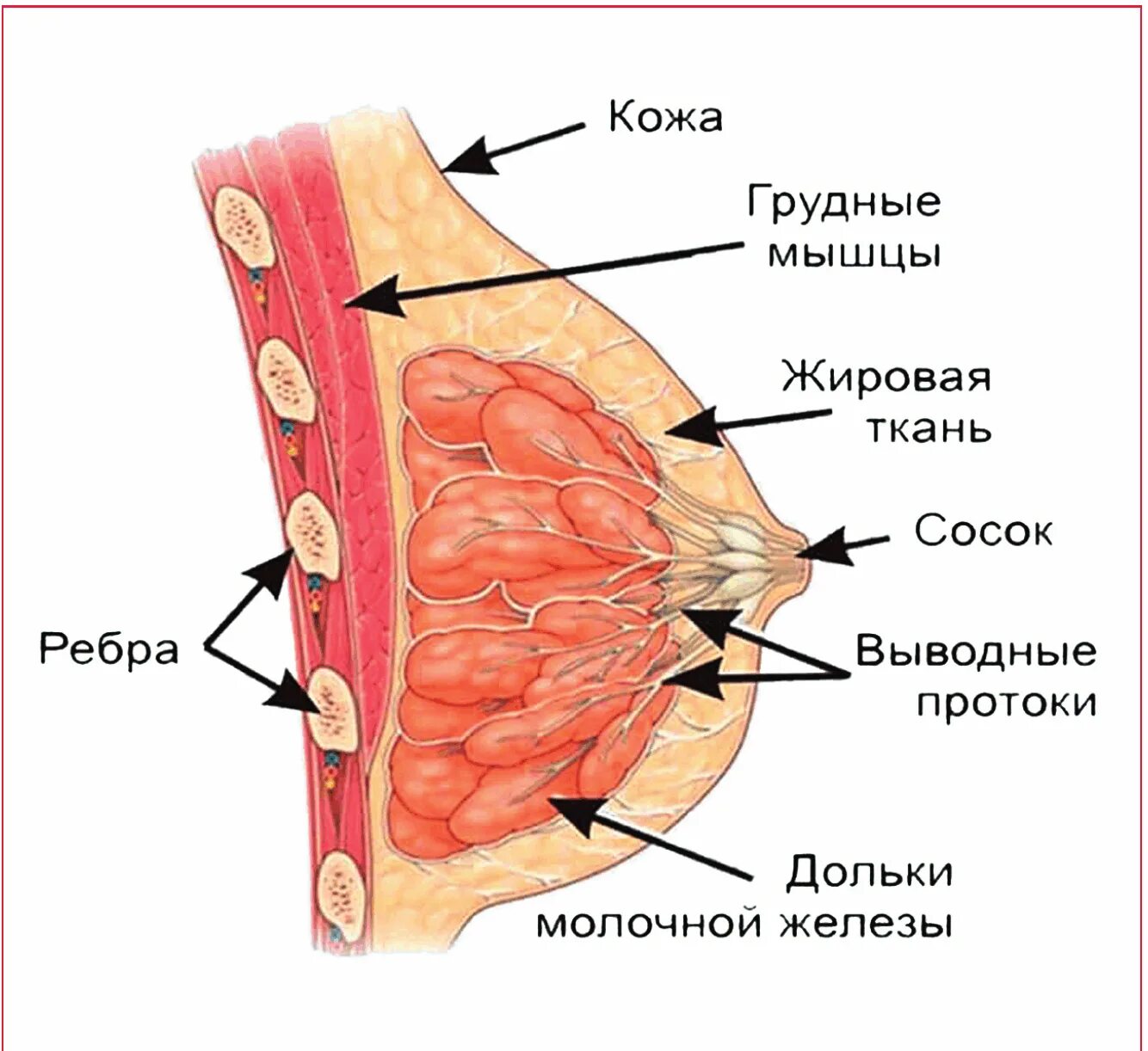 Молочные железы строение функции обследование. Красивая молочная железа. Строение молочной железы анатомия. Что такое молочная железа у женщин фото. Что такое молочная железа у женщин фото.
