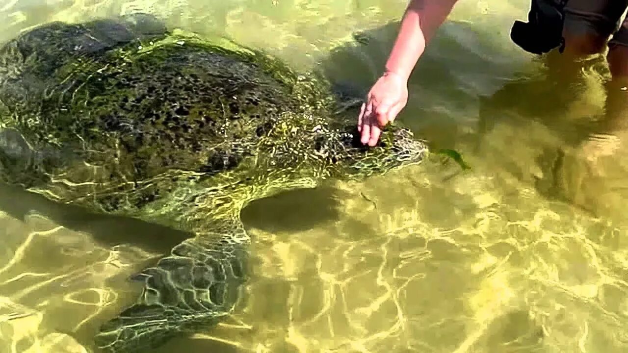 Хиккадува черепахи. Хиккадува Шри Ланка черепахи. Хиккадува пляж с черепахами. Черепаший пляж Шри Ланка.