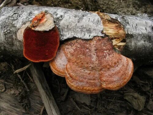 Соленые красные грибы. Трутовик киноварно-красный. Pycnoporus cinnabarinus трутовик киноварно-красный. Пикнопорус киноварно-красный. Красные грибы Кисловодск.