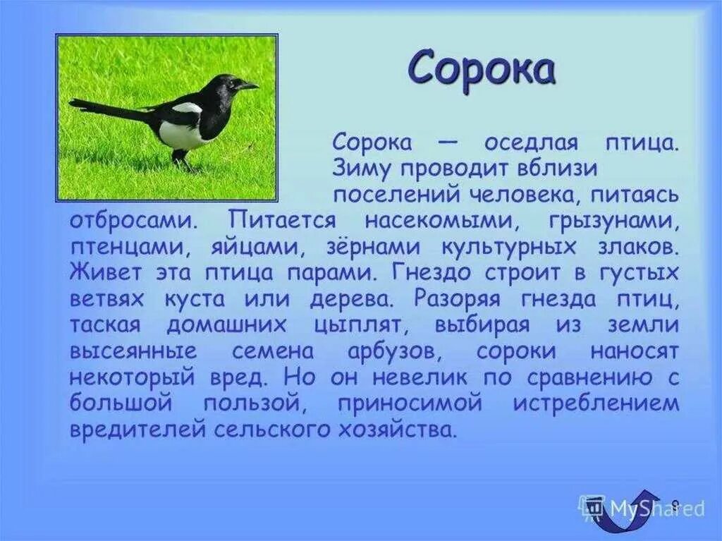 Основная мысль текста каждый знает воробья ворону. Рассказ о птицах. Доклад про птиц. Сообщение о Птичке. Короткий рассказ о птице.