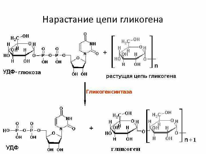 Синтез гликогена происходит. Реакция образования гликогена. Синтез гликогена реакции. Схема образования гликогена. Синтез и распад гликогена.