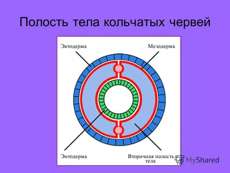 В какой полости тела они расположены