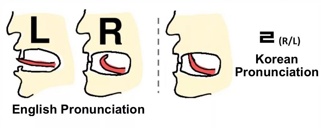Английская артикуляция. Звук r в английском языке произношение. Расположение языка при произношении английских звуков. Положение языка при произношении р. Положение языка при произношении звука р.